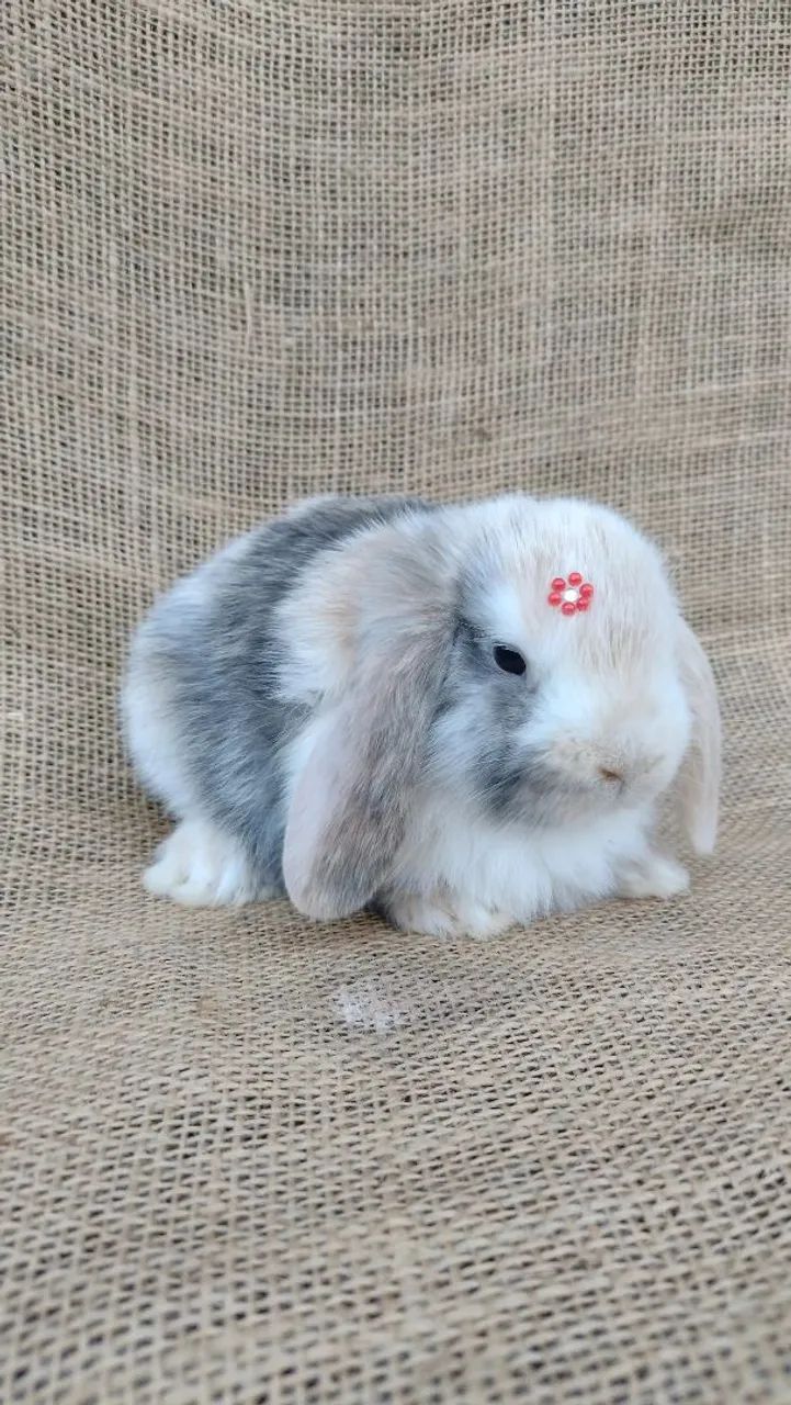 COELHO MINI LOP  - Foto 4