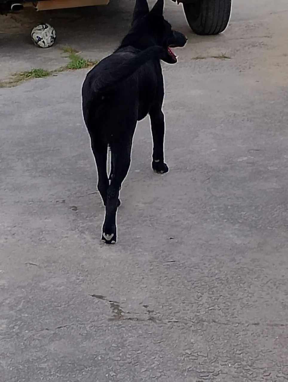 Pastor alemão com Malinois - Foto 5