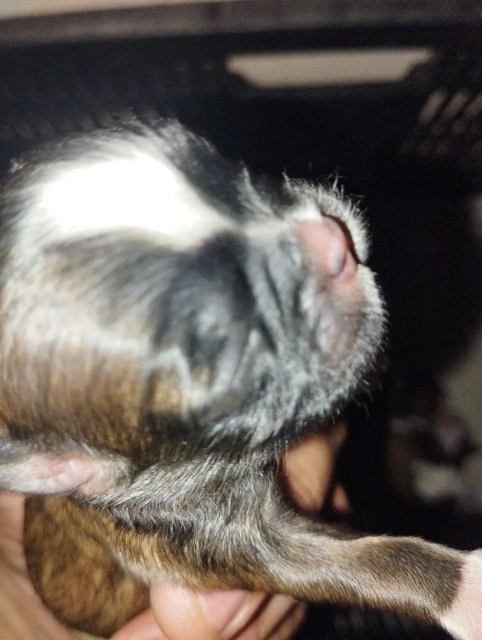 Filhotes de Shitzu Para reserva  - Foto 5