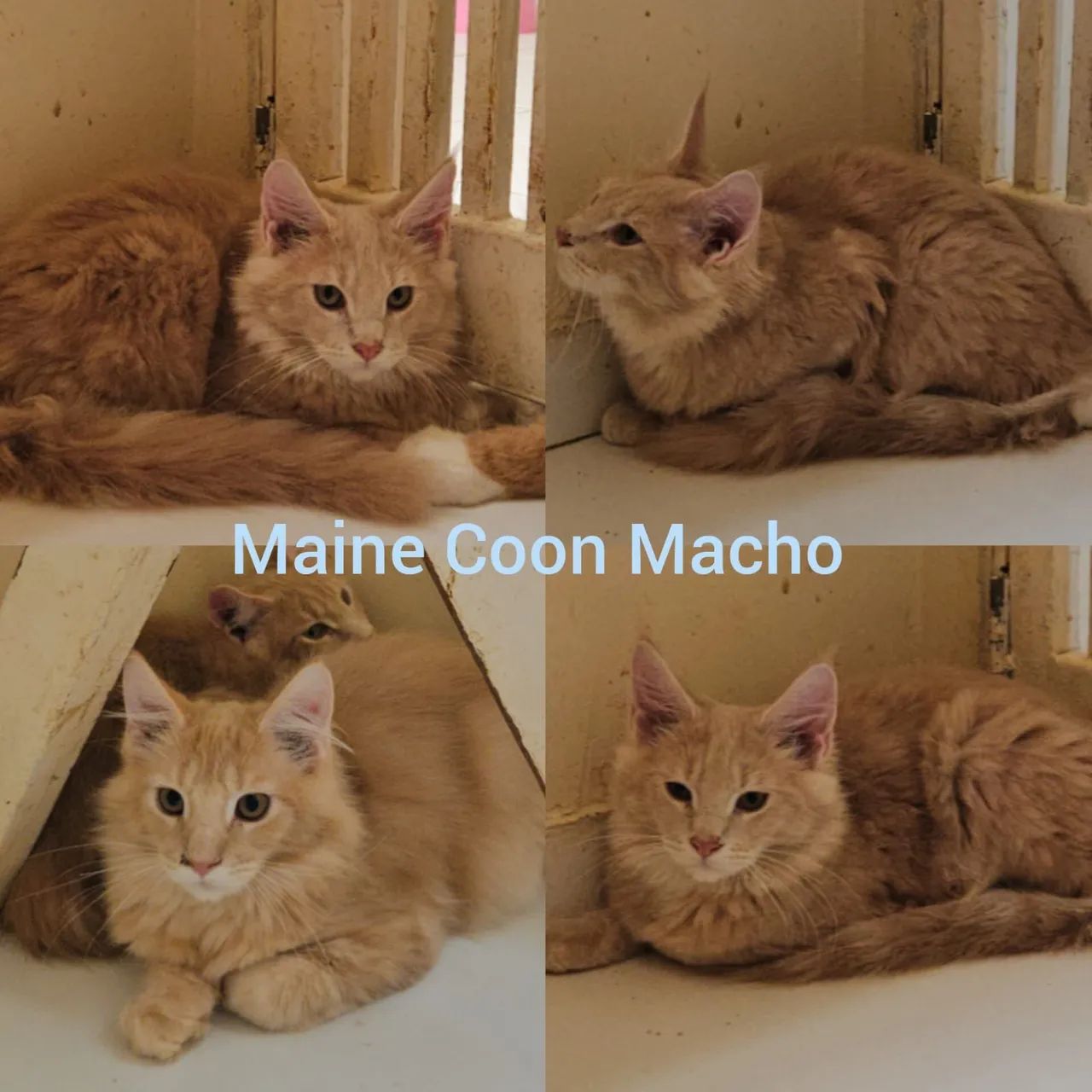 Maine Coon Filhotes - Gatil BSB Cat  - Foto 6