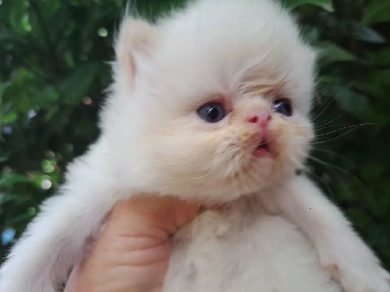 Gato persa@elisandrapet - Foto 3