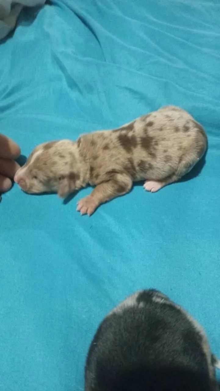 Cachorro ? - Foto 2