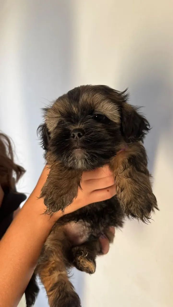 Lhasa Apso Puro macho - Foto 2