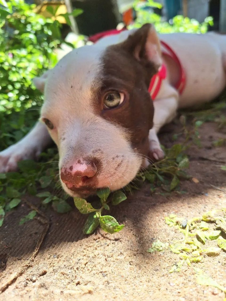 Filhote de Pitbull  - Foto 6