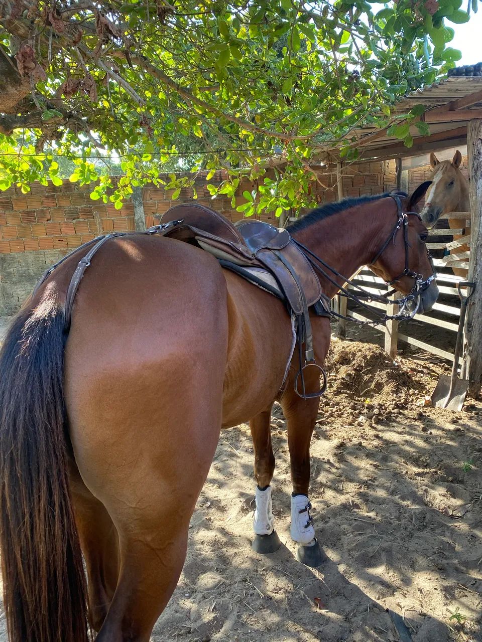 Potra iniciada na esteira com segunda muda,Aceito troca em outro animal também 
