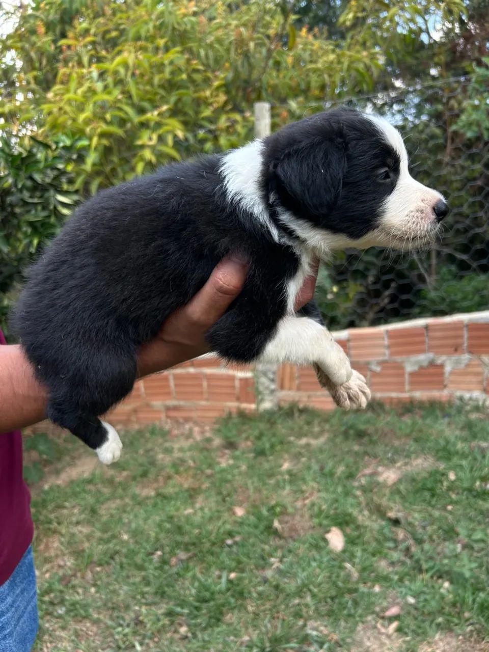 Filhotes Border Collie - Foto 3