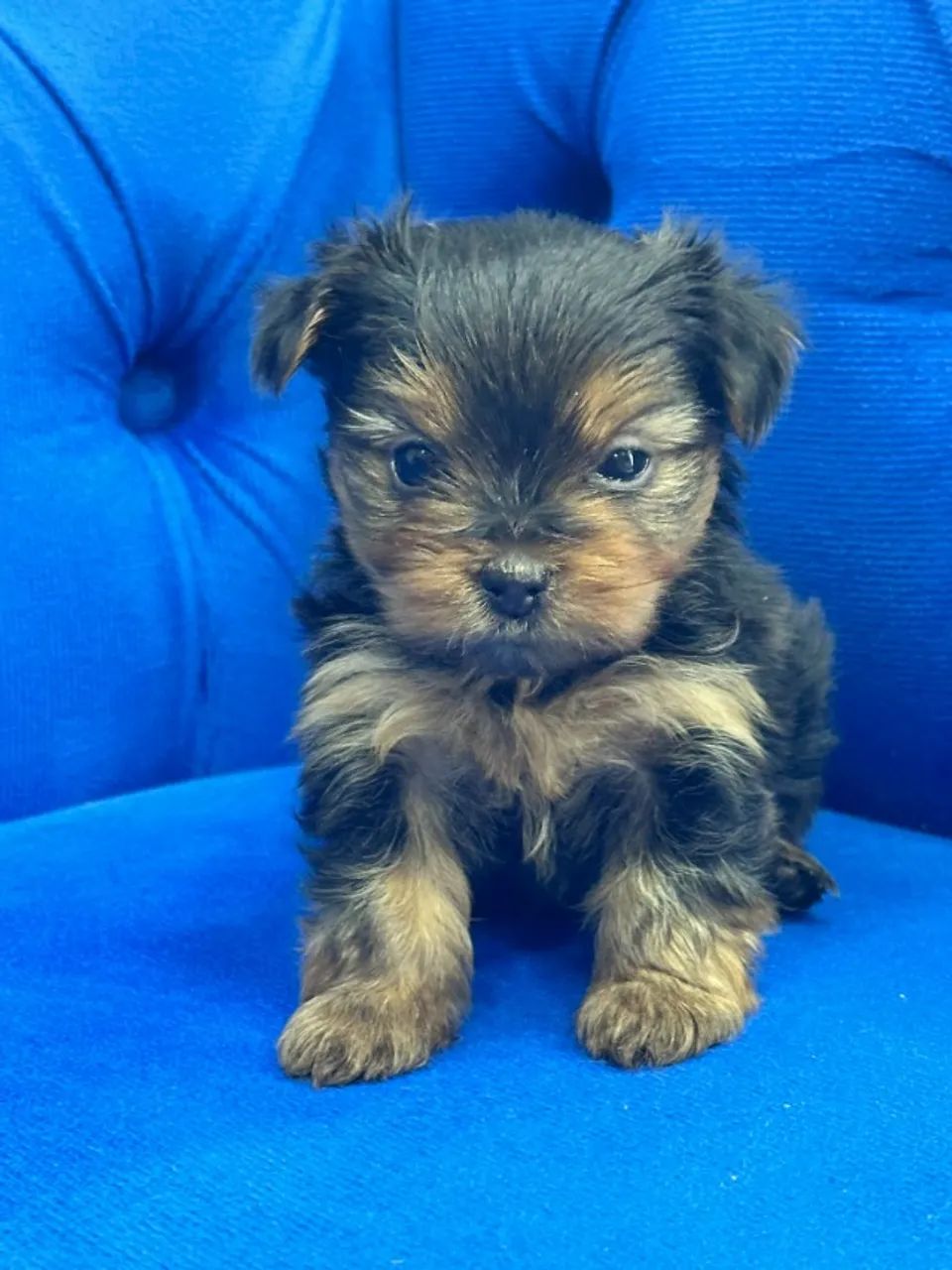 yorkshire mini