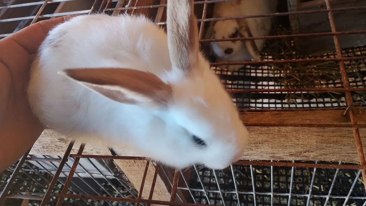 Coelhos  - Foto 3