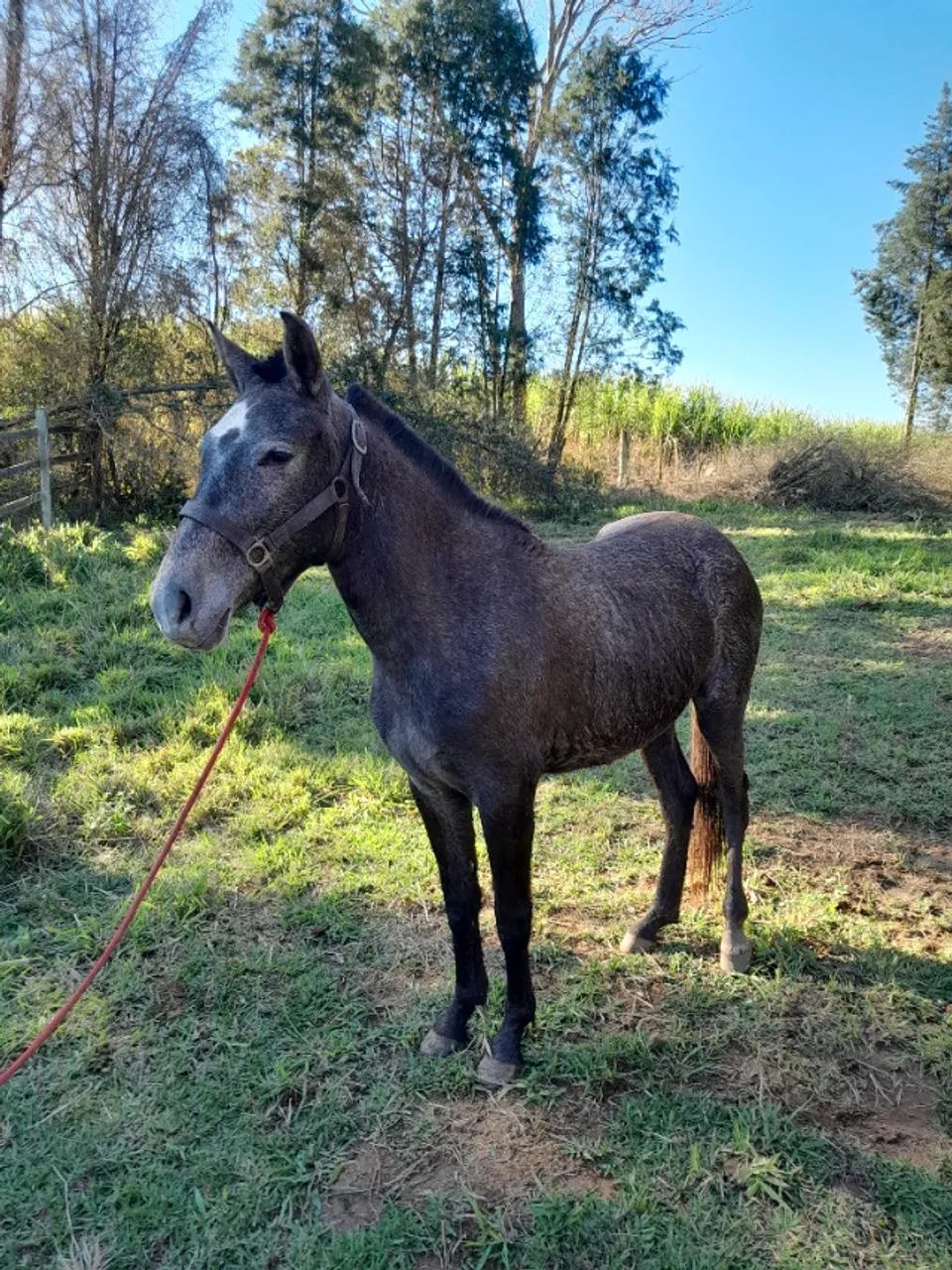 Vendo uma potra mangalarga marchador pura de marcha picada!!top!!!  - Foto 4