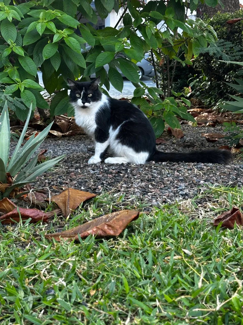 Gatão para adoção  - Foto 4