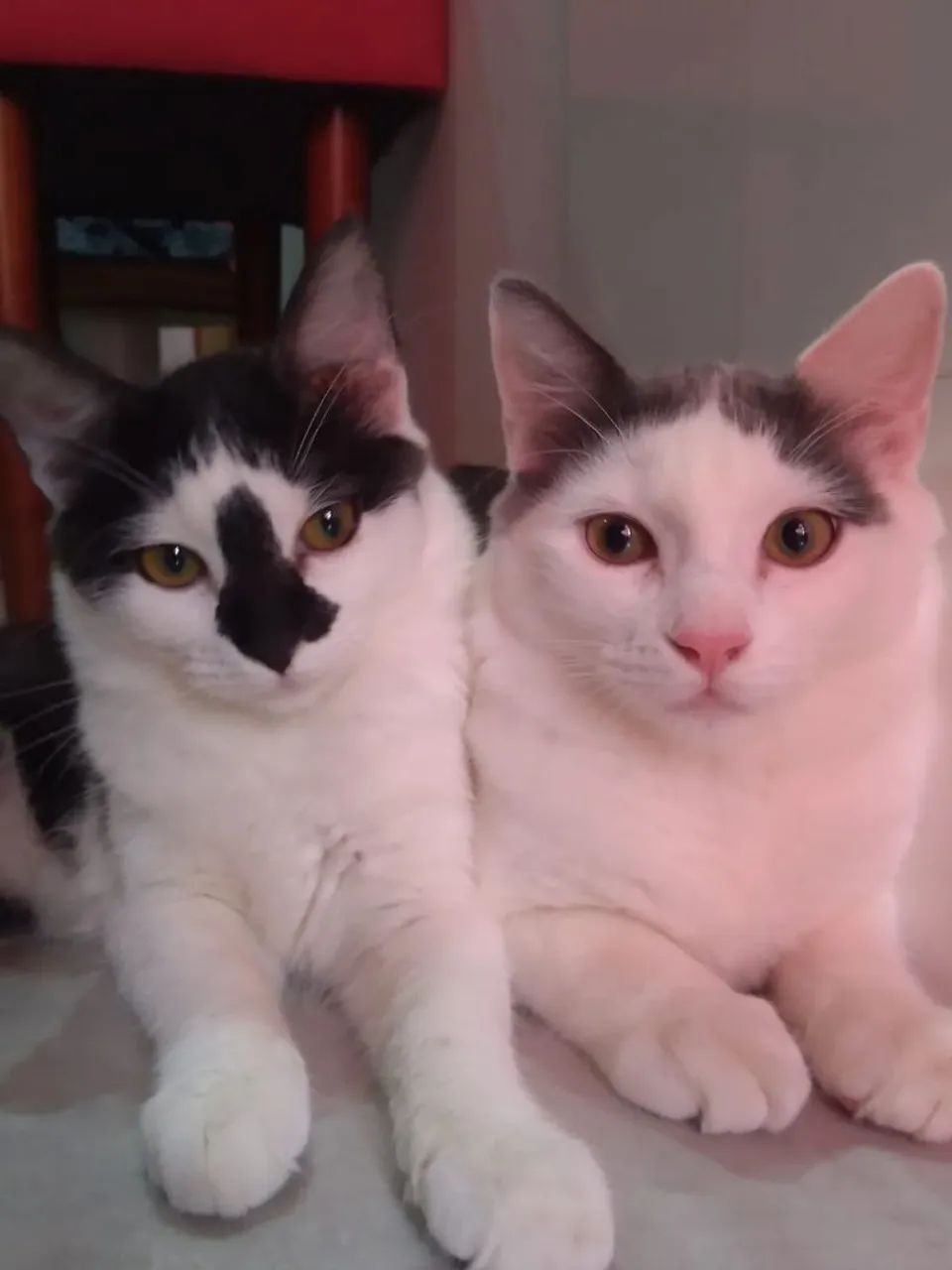 Procura-se um lar para meus gatos 