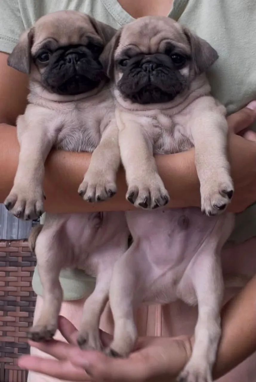 Filhotes pug - Foto 2