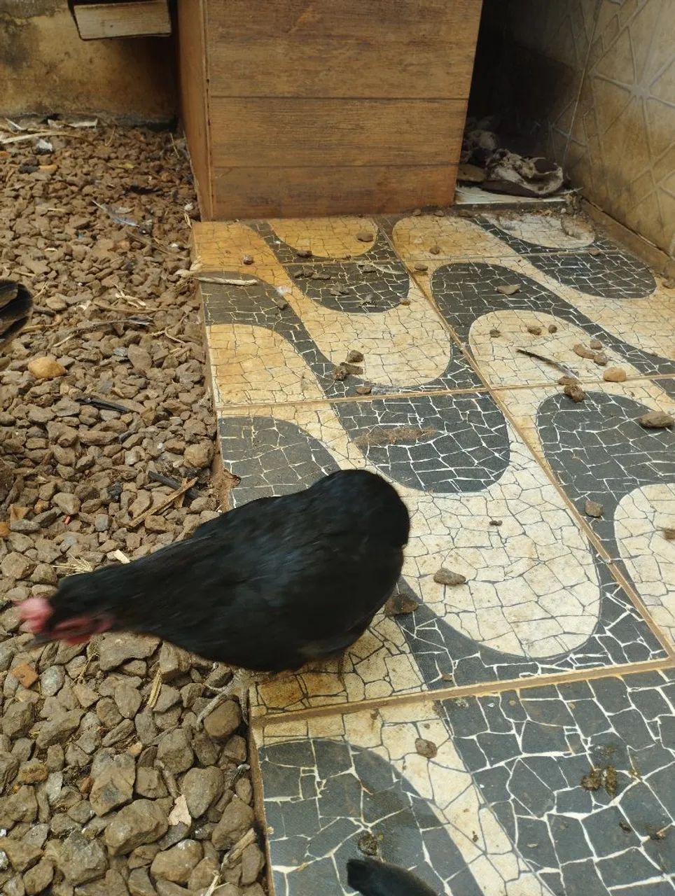 Garnize sura de ovos azuis 