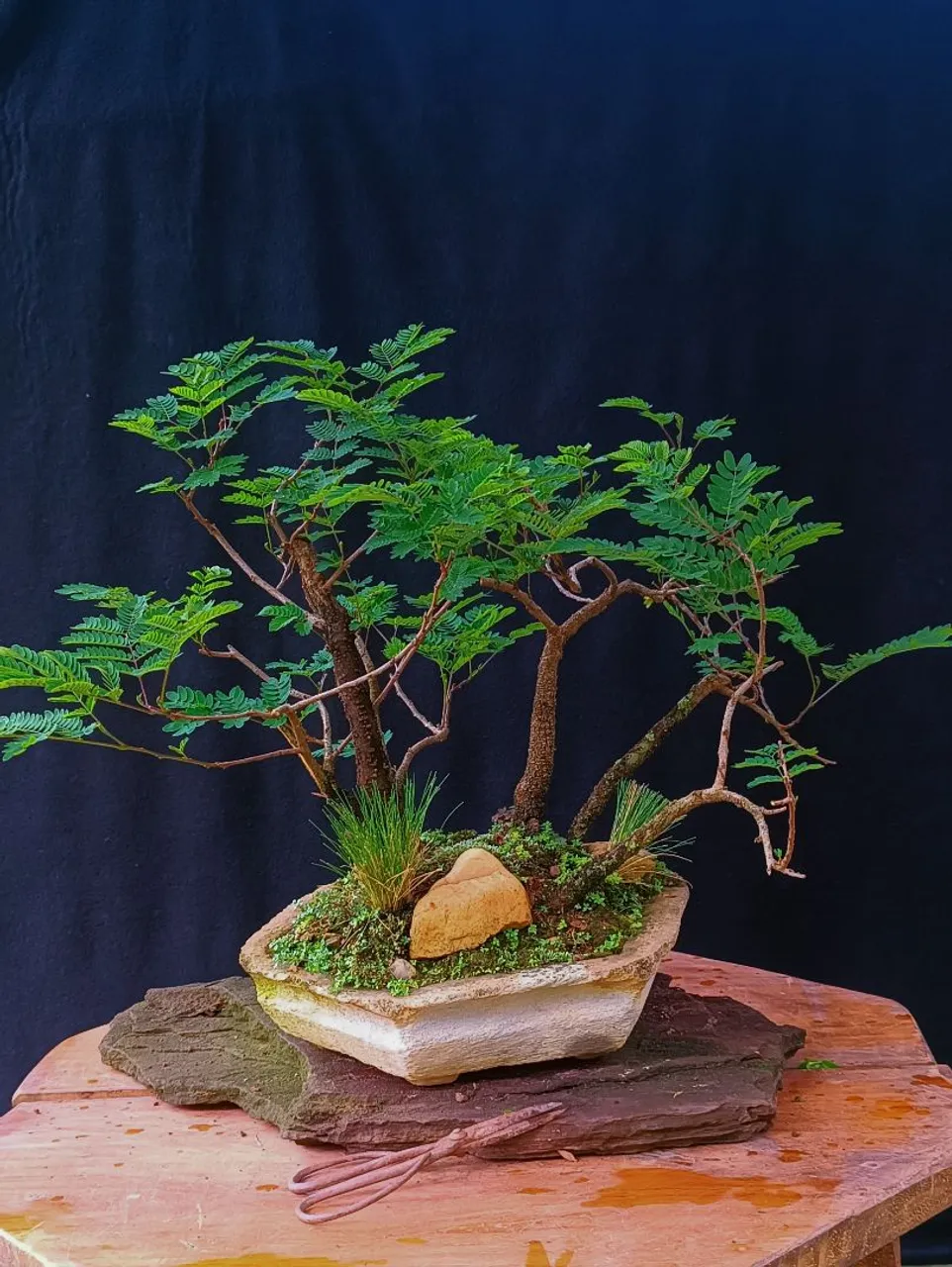Bonsai juniperus horizontalis kengai! - Jardinagem e Plantas