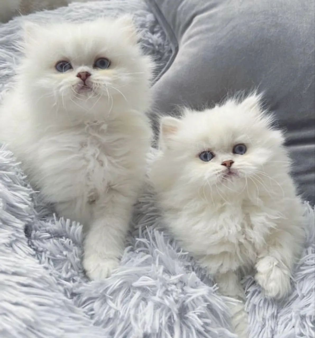 Fofos Gato Persa Macho Branco Disponível  - Foto 6