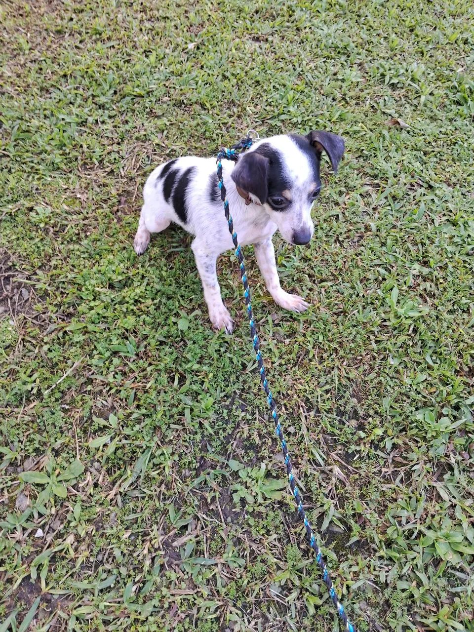 Cachorro  - Foto 3