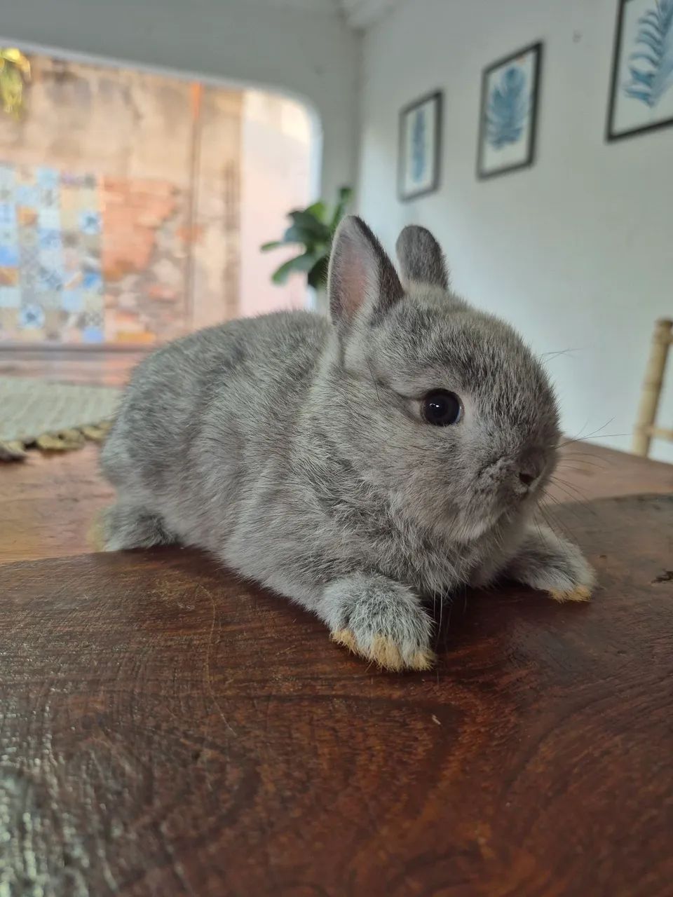 Mini coelhos Netherland  - Foto 4