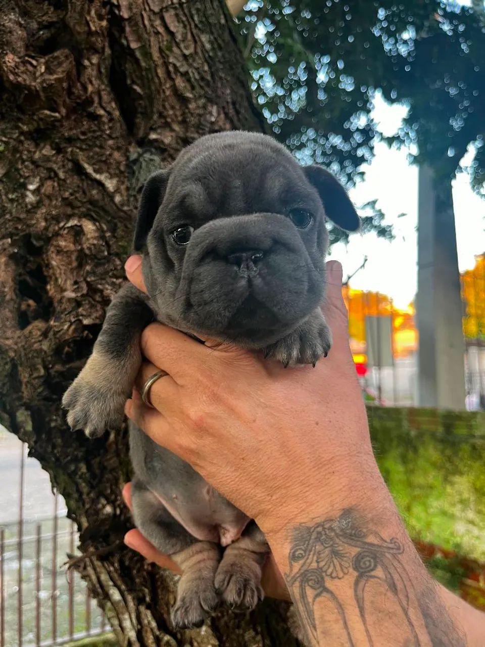 Buldogue francês 