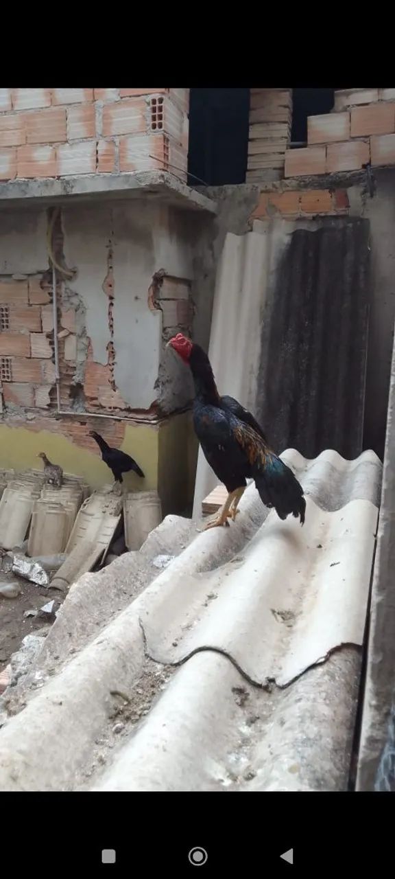 Galo índio  - Foto 2