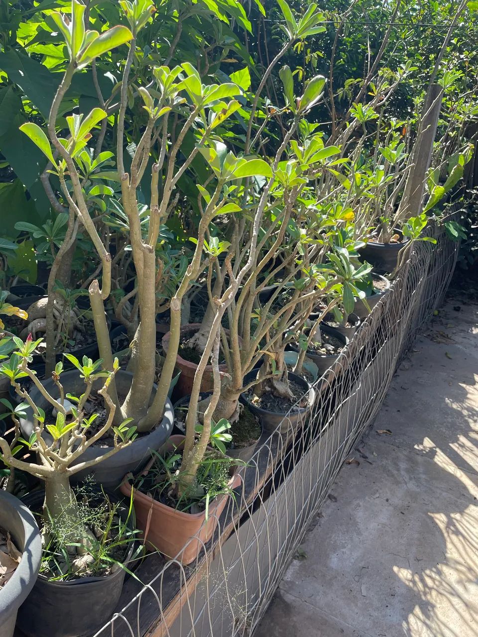 Oportunidade ! Mais de 400 plantas.  - Foto 5