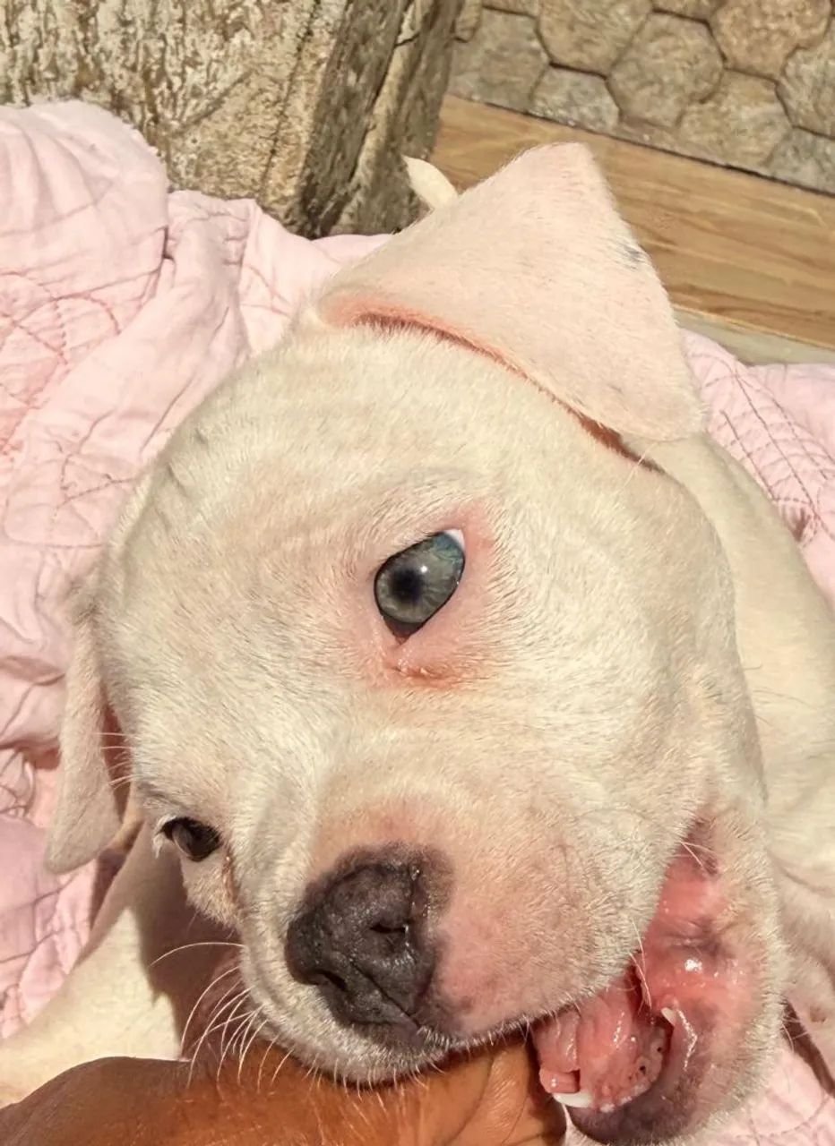 American Bully 