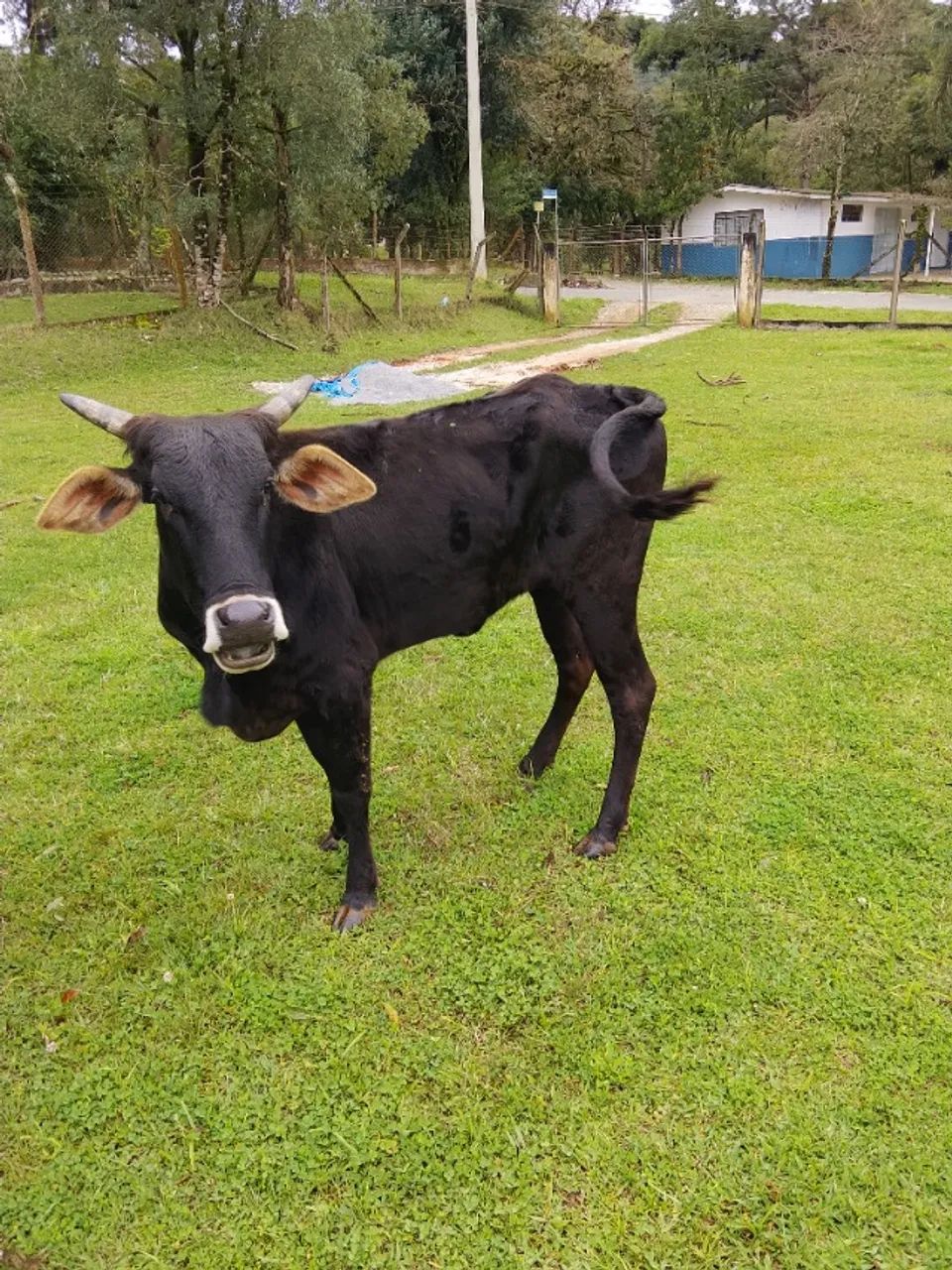 Vaca a venda - Foto 2