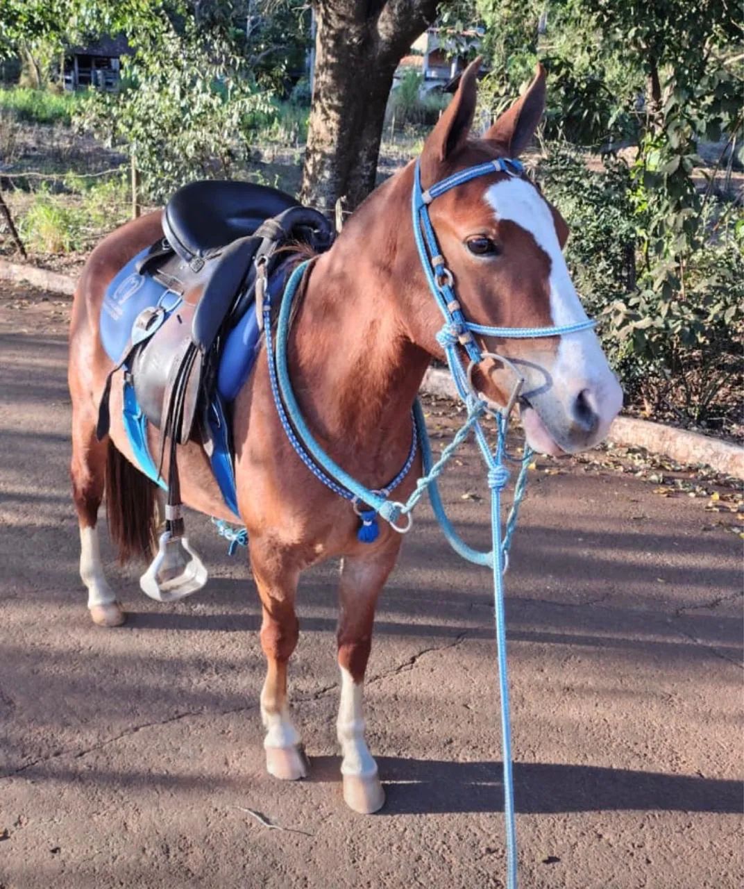 Cavalo - Foto 2