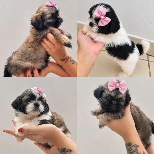 Shitzu 