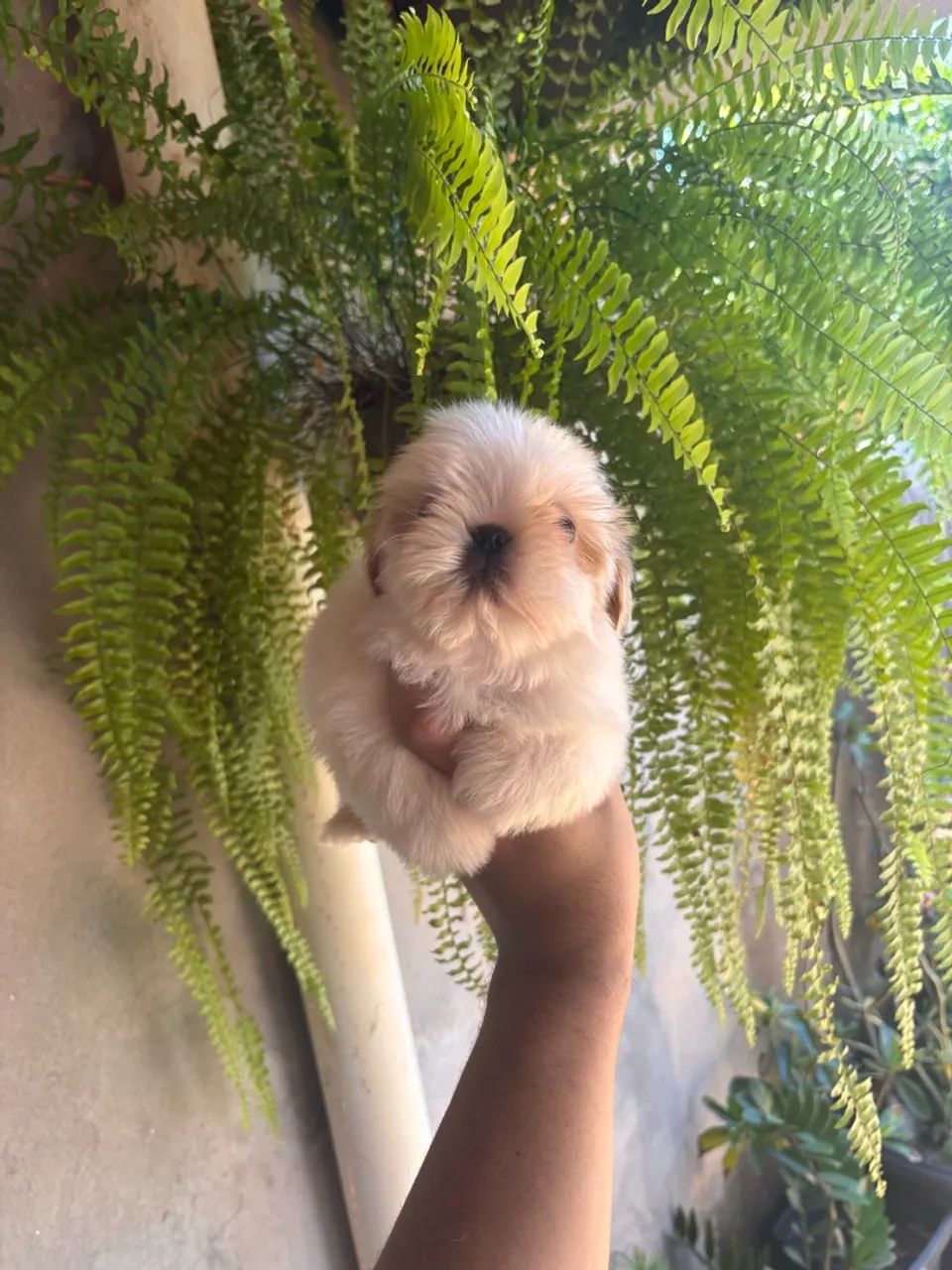 Fêmea de Shihtzu disponível. - Foto 3