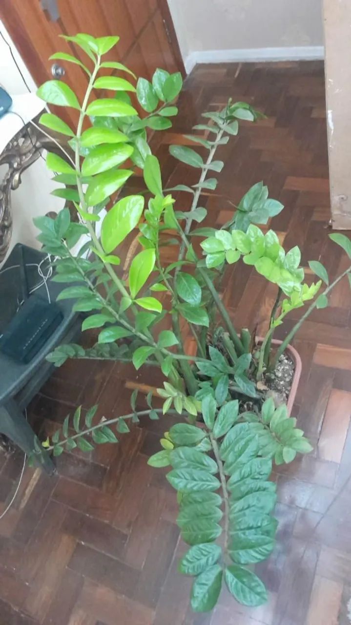 Planta Zamioculca  - Foto 3