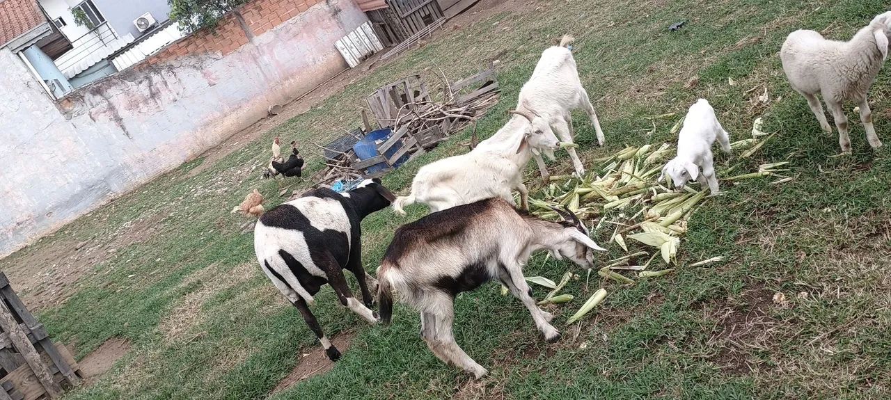 Carneiros e cabritos