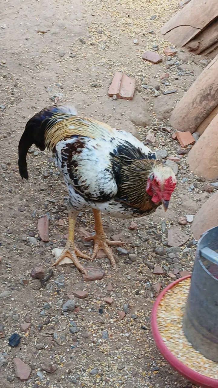 Galo - Foto 2