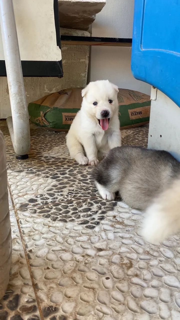Husky siberiano