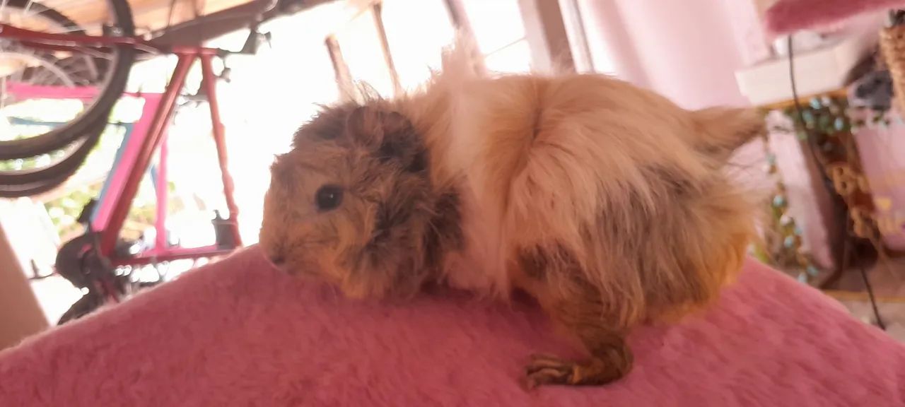 Porquinho da Índia Fêmea 