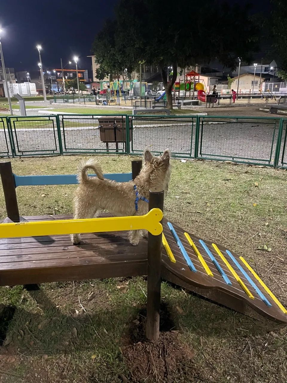 Doação de cachorro  - Foto 3
