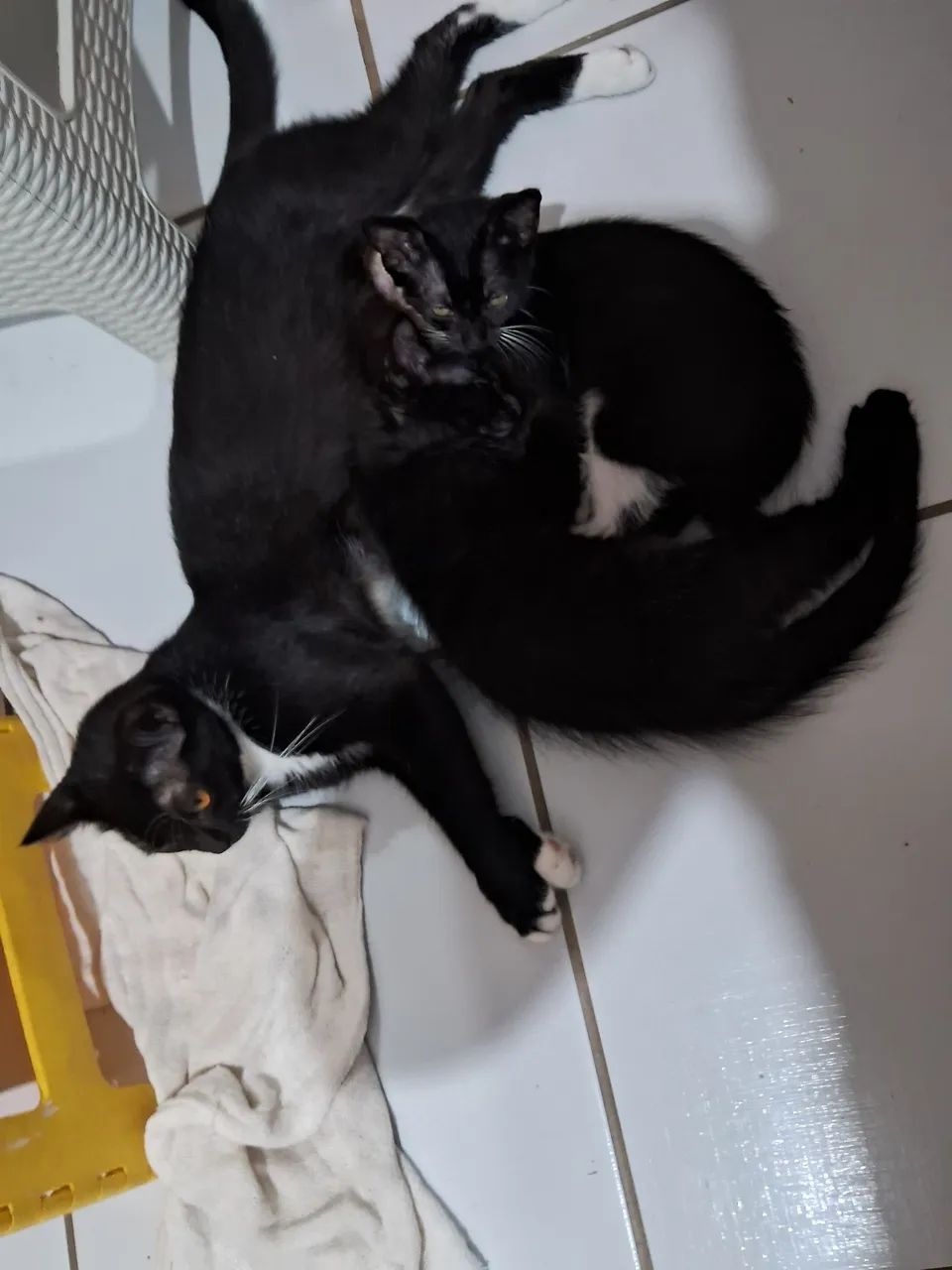 Adoção de gatinhos - Foto 5