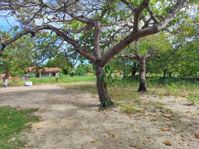 Excelente Sitio em Pacajus - Foto 4