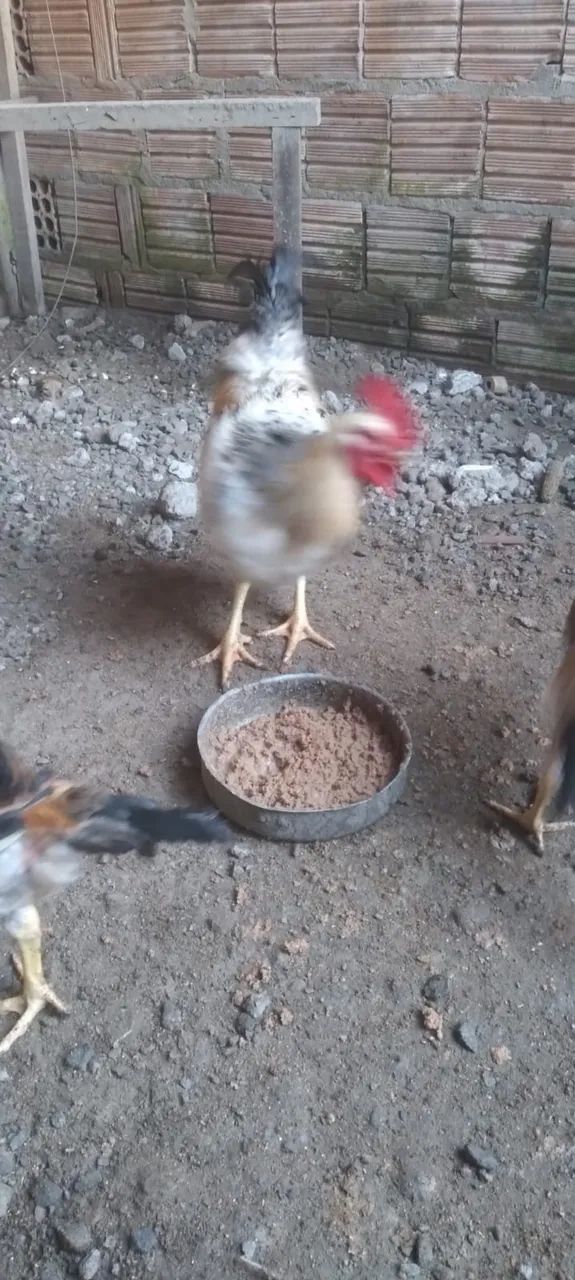 Frango rodelan - Foto 2