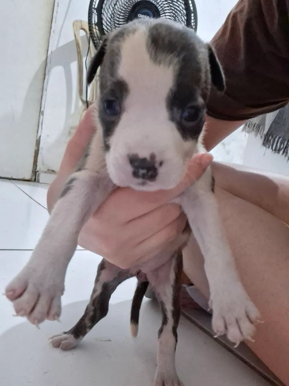 Filhotes de Pitbull  - Foto 4