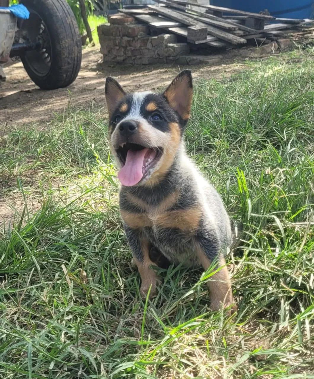 Boiadeiro-australiano - Foto 2