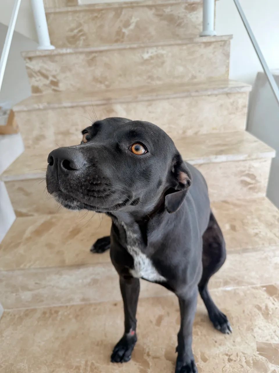 Cadela para adoção  - Foto 3