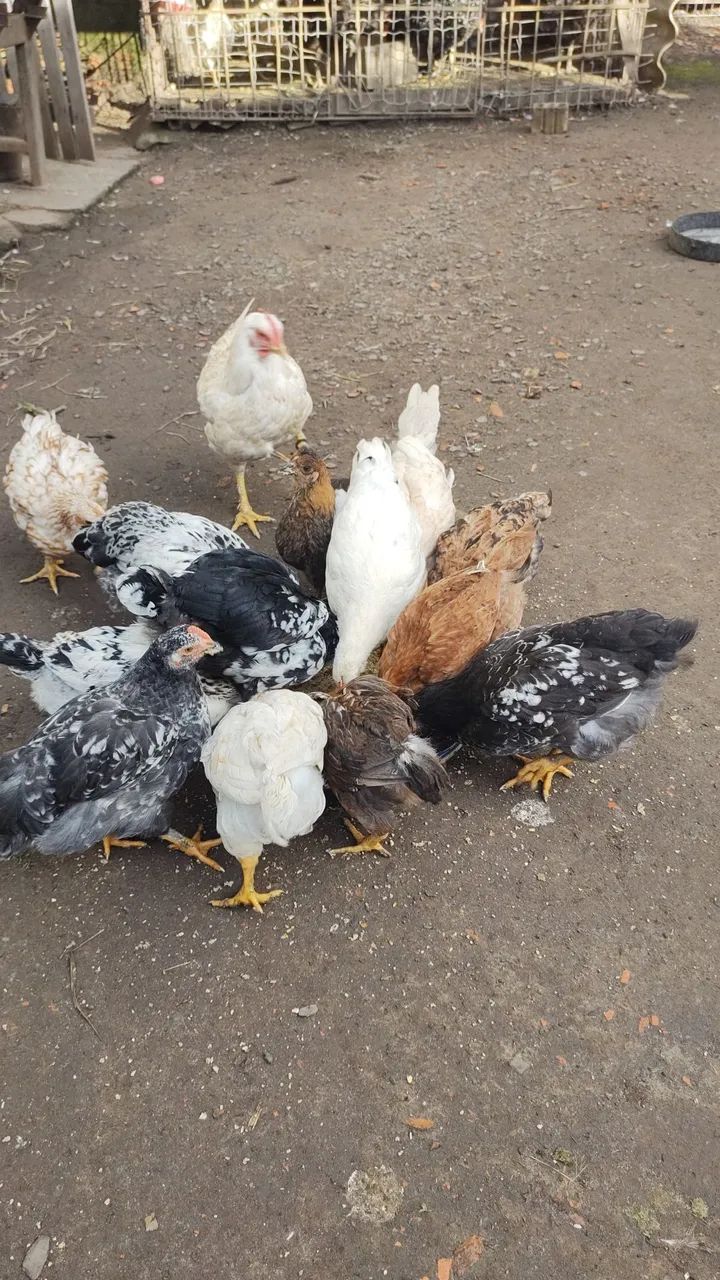 VendoGalos pintinhos e ovos GSB  - Foto 4