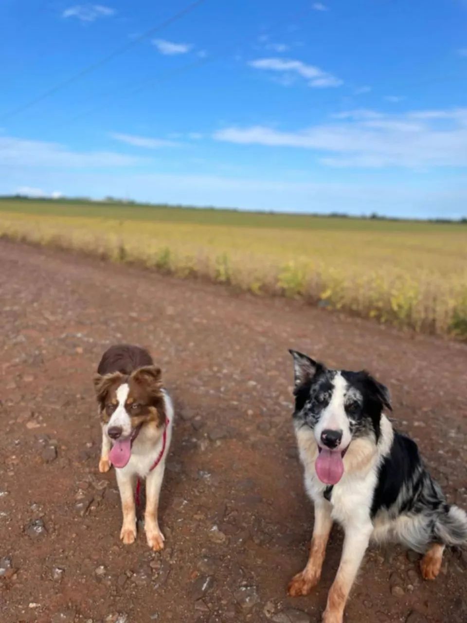 Casal Border collie  - Foto 2