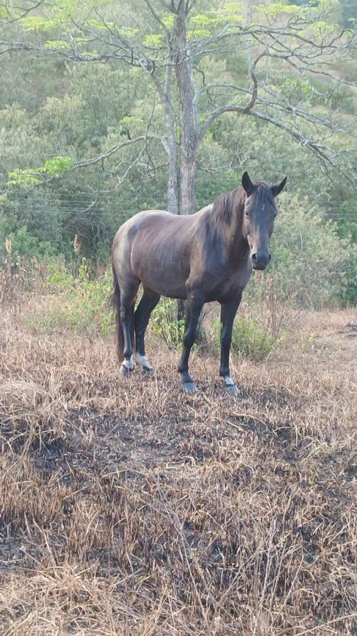 Cavalo mestiço de mangalarga  - Foto 3