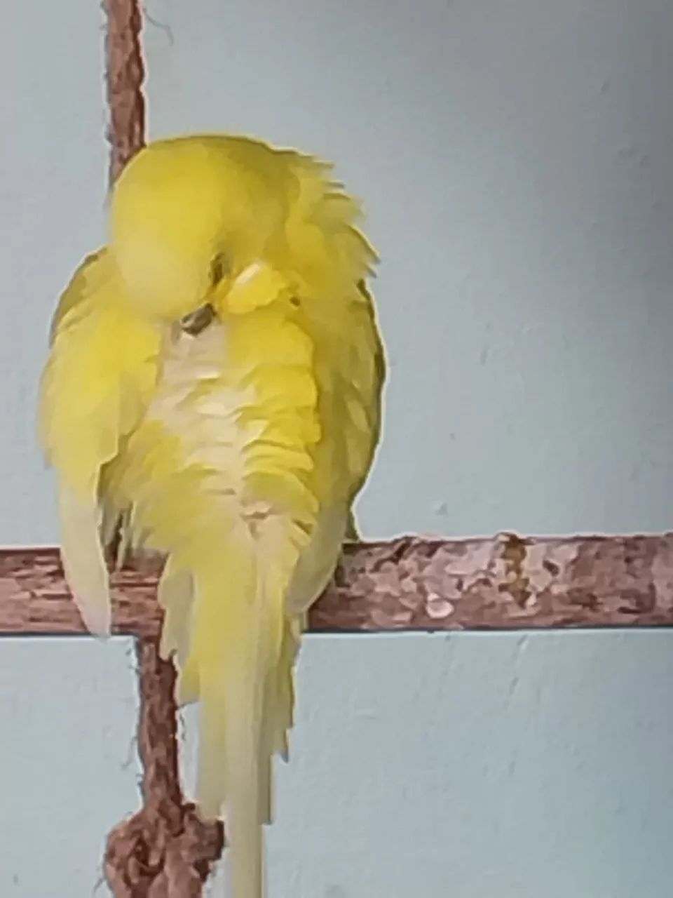 Gaiola Top