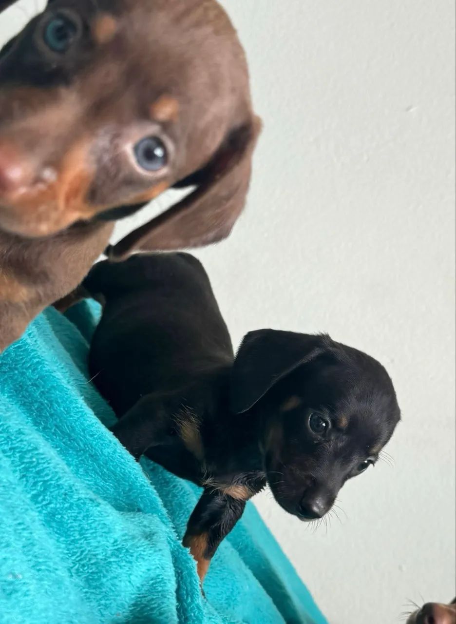 Filhotes Dachshund fêmeas 