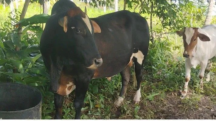 Garrote a venda  - Foto 4