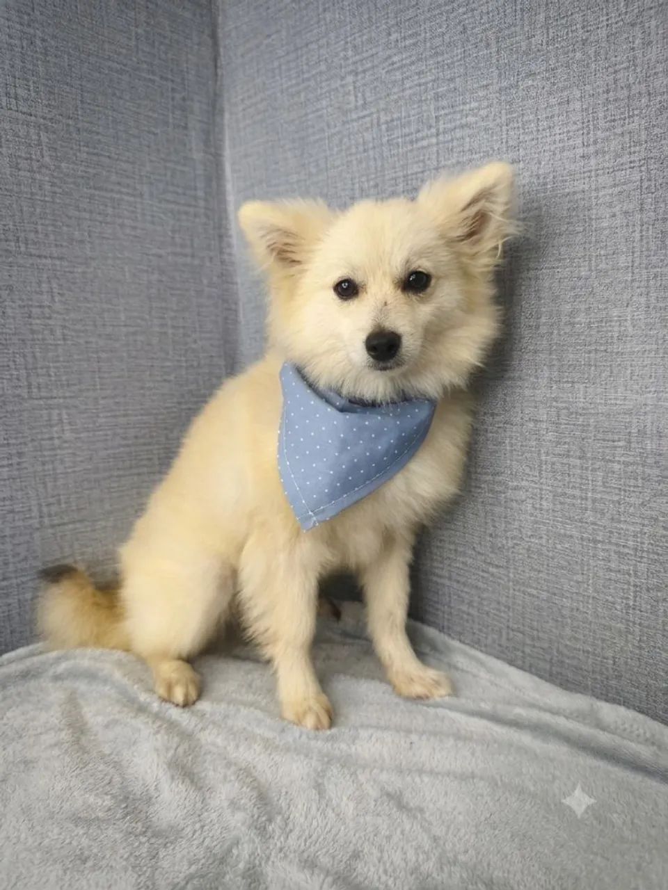 Spitz alemão macho  - Foto 3