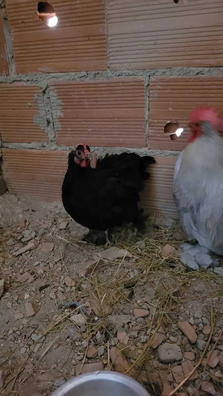 Galo é Galinha Mini Cochin - Foto 3