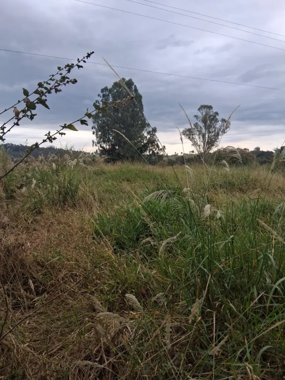 sitio em mococa 1.5 alqueires 500.000.00    ( re ) - Foto 3